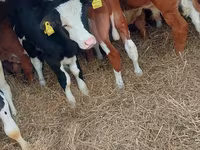 Bovinos (lote, sexo não especificado), Simmental cattle — foto 1