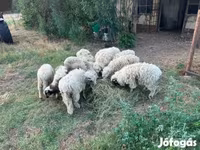 كبش, الأغنام — الصورة 1