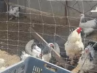 Brahma — foto 3