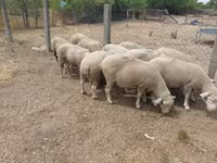 Sheep, Sheep — photo 4
