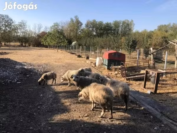 母羊, Sheep