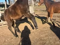 Caballo, Hungarian horse breed — foto 2