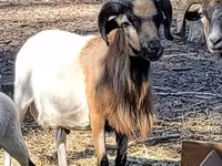 मेढ़ा, Cameroon sheep — फ़ोटो 3