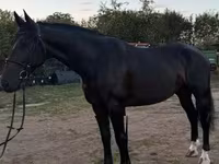 فرس, Dutch warmblood horse — الصورة 1