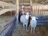 Schaf, Ile-de-France sheep — Foto 1