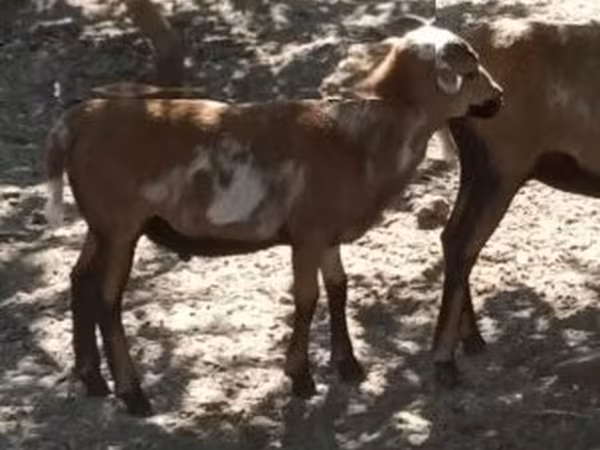 Bélier, Cameroon sheep — Hongrie