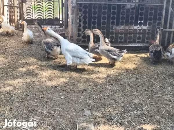 Африканский гусь