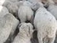 Ovan, Merino sheep — fotografija 2
