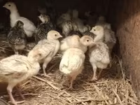 Turkeys — 写真 1