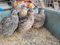 Quails — zdjęcie 4