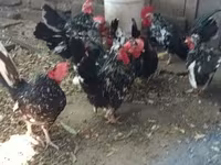 Chickens — fotografija 1