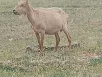 Boucs, Alpine goat — photo 1
