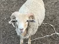 雄羊, Merino sheep — 写真 1