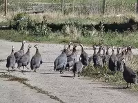 Guinea fowl — fotografija 2