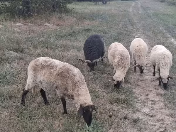 मेढ़ा, भेड़
