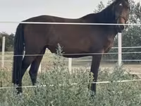 母马, Nonius horse — 照片 7