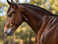 At, Quarter Horse — foto 3