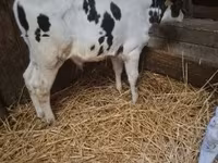 公牛, Russian Black pied cattle — 照片 1