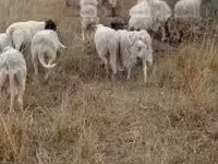 Qoç, Qoyunlar — foto 1