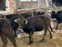 Vaca, Aberdeen-Angus — foto 7
