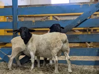 Baran, Dorper sheep — zdjęcie 3