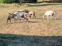 बकरी, बकरियाँ — फ़ोटो 1