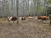 Sigir, Simmental cattle — 4-rasm