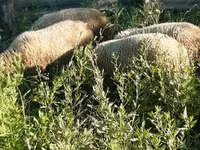 Ovan, Merino sheep — fotografija 5