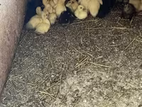 Ducks — fotografija 4
