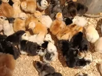 Chickens — الصورة 1
