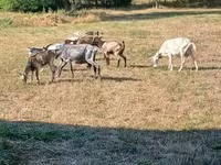 Ешкі, Ешкілер — 1-сурет