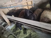 Ovan, Edilbay sheep — fotografija 6