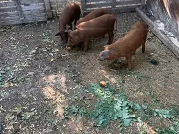 Мегежін, 