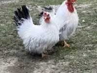 Chickens — الصورة 4