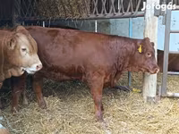 Bovinos (lote, sexo não especificado), Vaca Limousine — foto 4