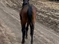 Pastuv, Kazakh horse — fotografija 3