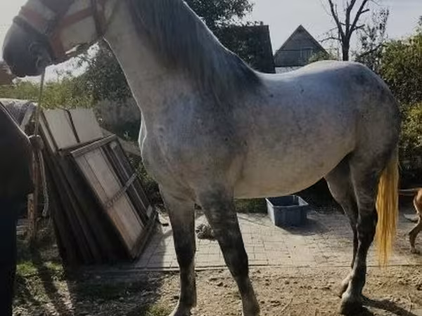 Madyan, Andalusian horse