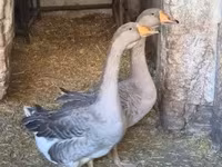 Geese — الصورة 4