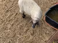 Ram, Tsigai sheep — photo 4
