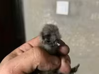 爪哇黑鸡 — 照片 5