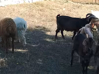 Cabras (lote, sexo não especificado), Cabras — foto 8