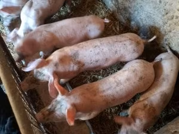 Suínos (lote, sexo não especificado), Porcos — Hungria