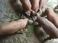 母猪, Дюрок — 照片 2