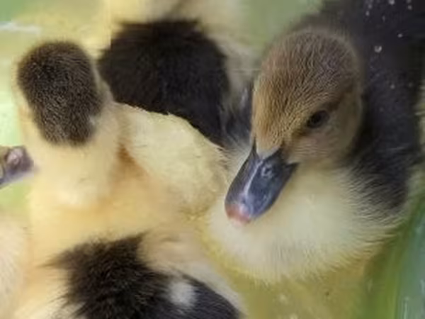 Ducks — Węgry