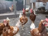 Chickens — zdjęcie 5