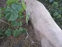 猪（批次，未指定性别）, Pigs — 照片 1