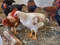 Chickens — zdjęcie 7