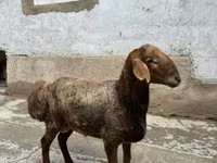 Moutons (lot, sexe non indiqué), Moutons — photo 1