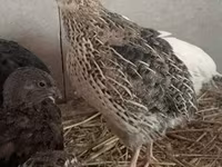 Quails — zdjęcie 2