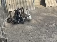 Ducks — fotografija 7